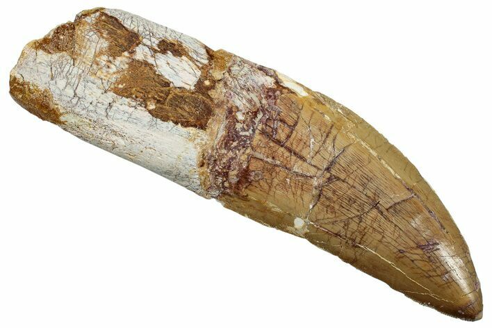 Serrated, Carcharodontosaurus Tooth With Partial Root #251684
